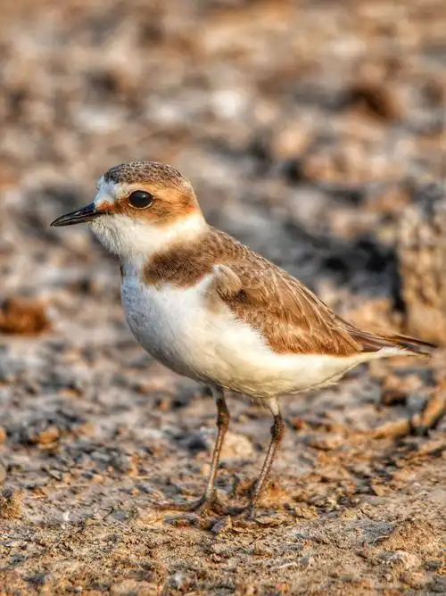 偶遇环颈鸻母子