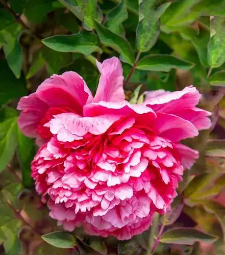 世界最大的牡丹园～曹州(牡丹花修改版) - 美篇