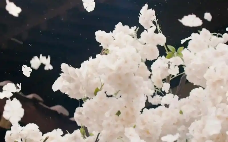 衔春的燕想归巢:中国人才懂的古风意境