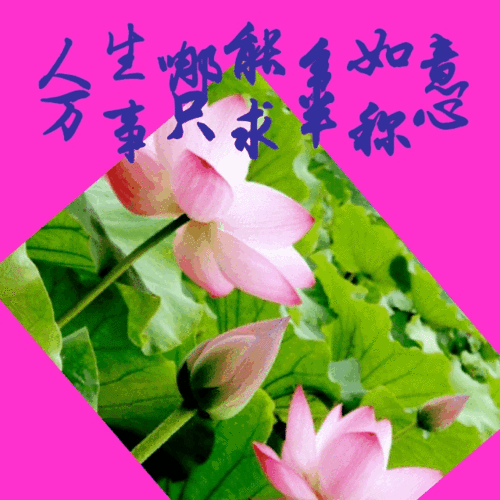 读文感悟随写!(4)清纯莲花 (动图与文字内容原创)20200525