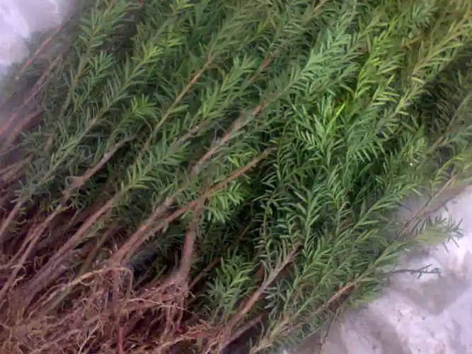 云南红豆杉大苗基地