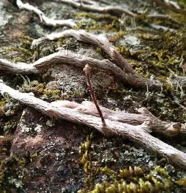 福建武夷山脉产地直供野生白毛蛇,个头大,品相好,质量优