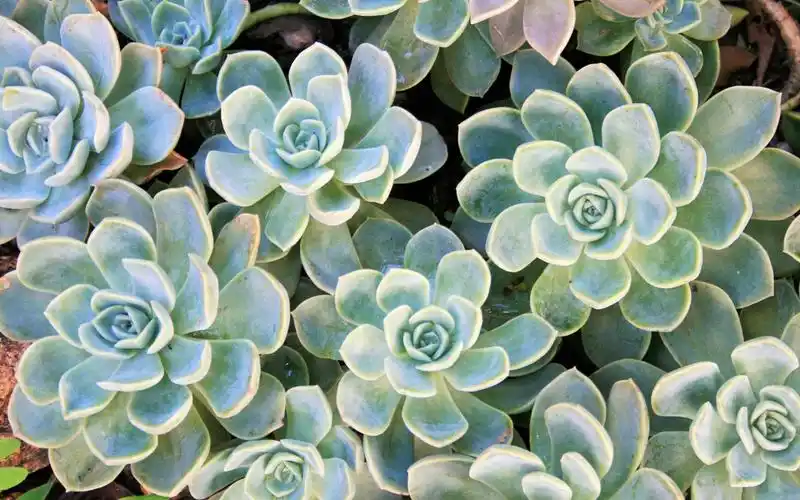 可爱的多肉植物高清电脑桌面壁纸