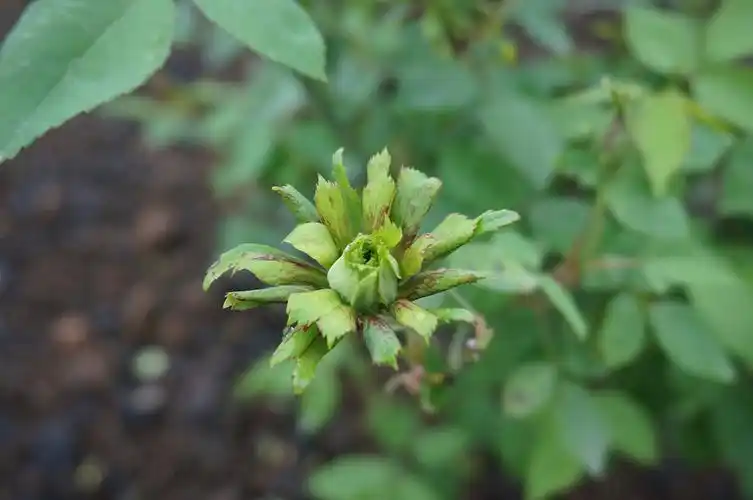 辰山植物园古老月季珍品"绿萼"将进入盛花期