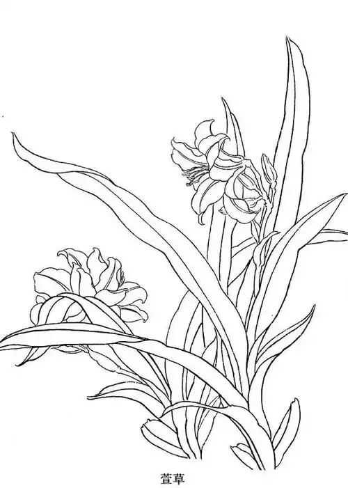 工笔白描花卉怎么画这些素材不看亏大了
