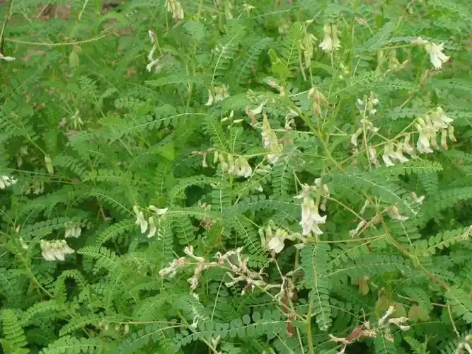 筑邦学堂150余种常见药用植物