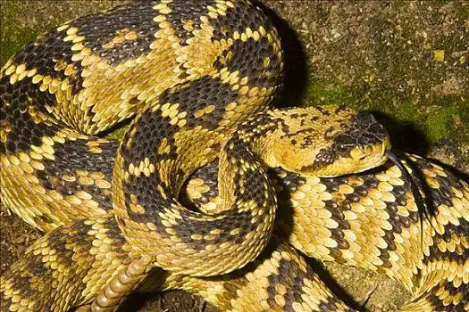 俯拍,响尾蛇,叫声,亚利桑那,美国