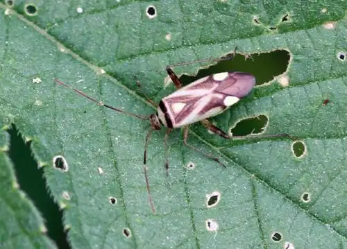 镜头里的大连常见昆虫盲蝽上