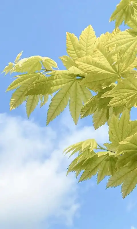 精美翠绿树叶清新养眼写真高清手机壁纸