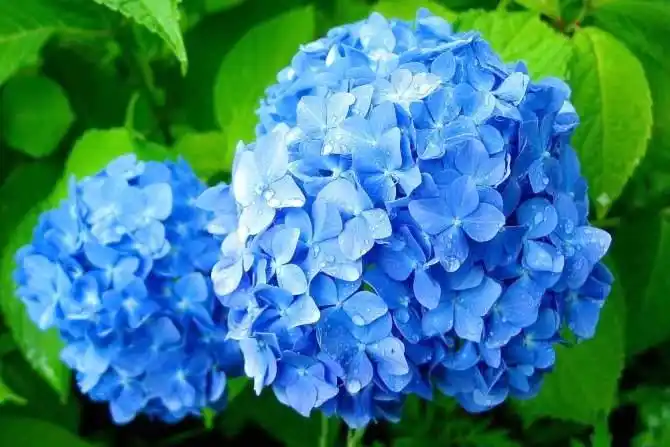 绣球花的花语一:团结