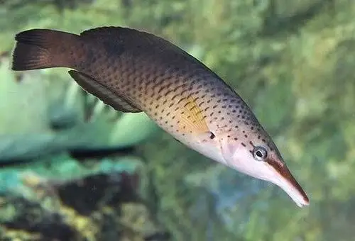 展开全部 如图   ,    应为    雌性的  尖嘴鱼    隆头鱼科