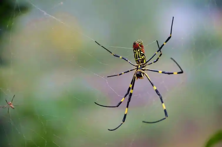 10.11彩色蜘蛛 . (12).jpg