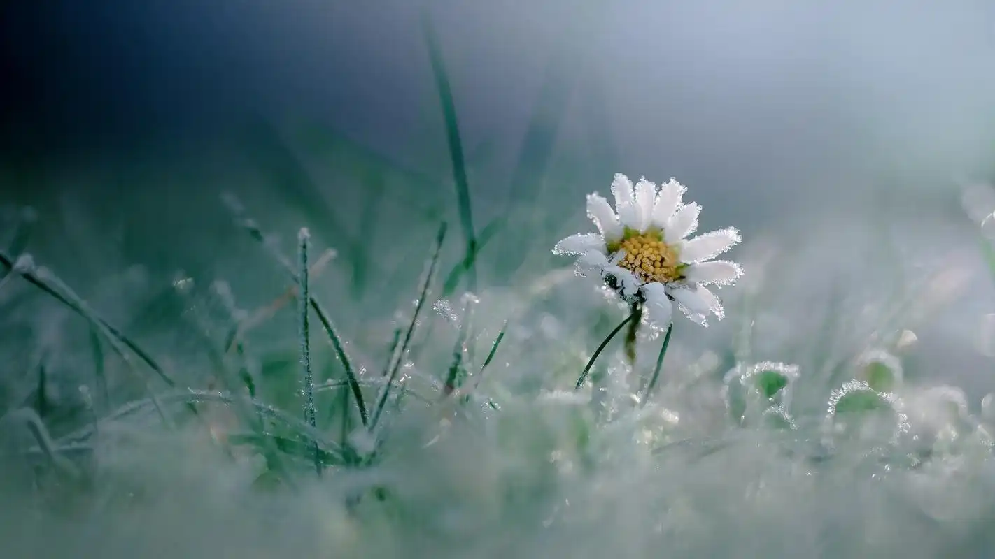 护眼冰冻植物高清桌面壁纸.欢迎继续关注美桌网win4000.