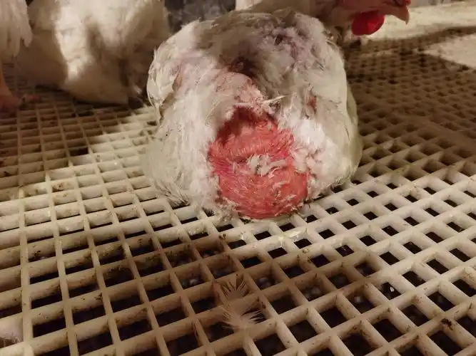 肉种鸡脱毛严重各位老师帮忙看下原因