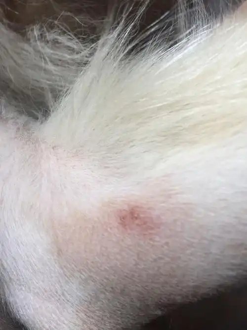 给狗剃毛后发现身上有红疙瘩,这是怎么回事?