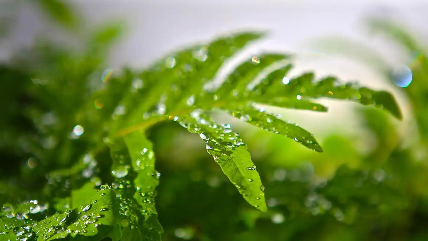 小清新绿色护眼植物唯美高清桌面壁纸