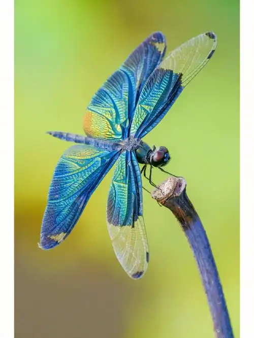 黑色翅膀的蜻蜓还自带七彩镭射光泽