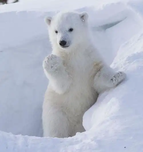 national park)抓拍到了一组北极熊宝宝卖萌的照片,它挥手,作揖和伸
