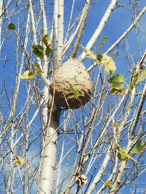 树上的马蜂窝
