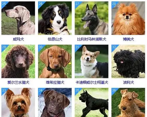 100种名犬名字(世界十大名狗各叫什么名字)-单行网