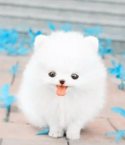 巨冷搞笑动物之卖萌动物中的巨无霸萌死人了