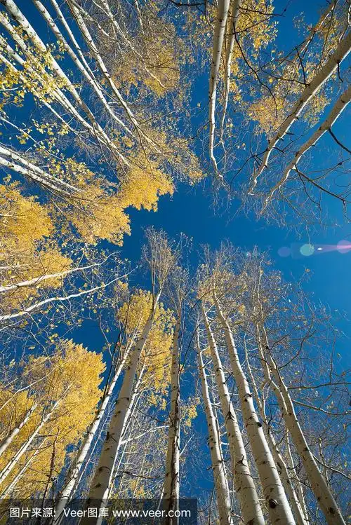 金色的白杨林在秋天与蓝色的天空