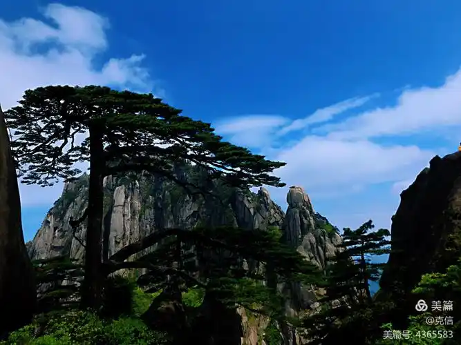 黄山最美的迎客松(原创)