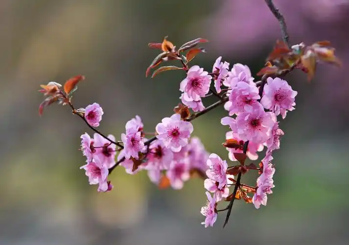 很多人都认为这是一种桃花,其实不是,这种酷似桃花的植株叫做美人梅.