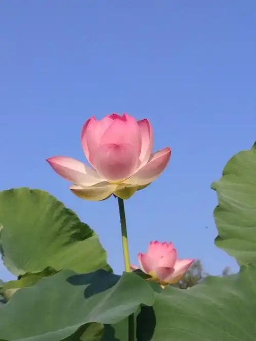 一世一生遇知音,今日观赏莲花时,相信缘分天注定,彩云呈现莲花形,极乐