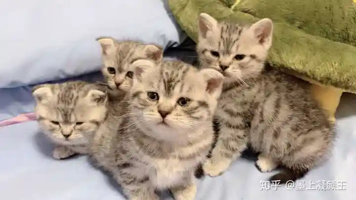 下面就是我家里蓝猫和美短配的,超可爱.