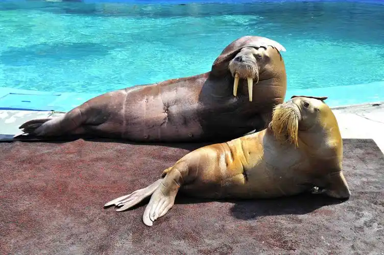 欢乐剧场是国内唯一一家将故事情节融入海洋动物表演中的场馆.