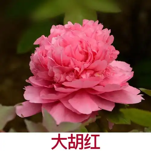 大胡红牡丹彩绘正宗牡丹包邮菏泽洛阳牡丹苗庭院绿植阳台大苗多层