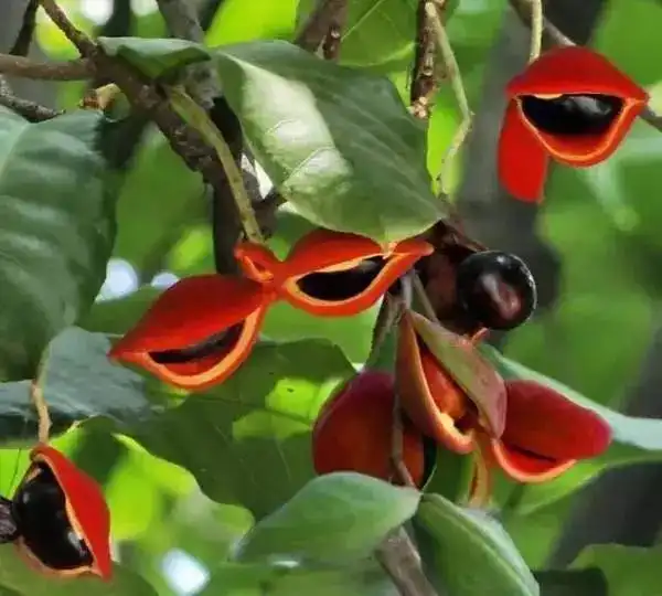 世界各地的怪异水果,长相很奇怪,你今生都不一定能吃得到