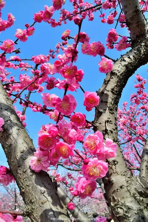 【拍拍梅花树摄影图片】生活摄影_太平洋电脑网摄影部落