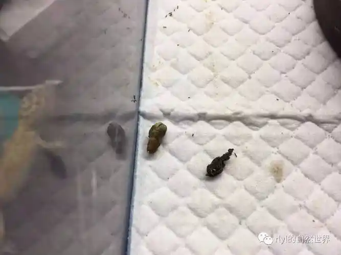 浅谈豹纹守宫的肠胃问题