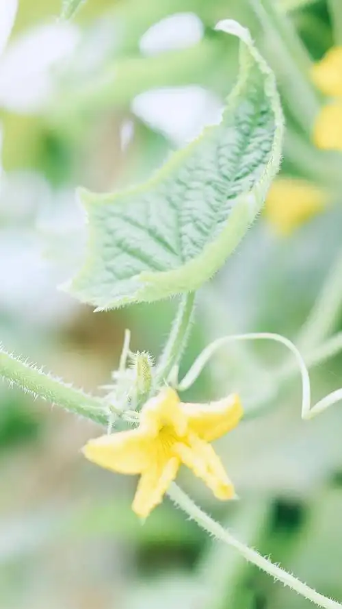 绿色养眼小清新植物,高清图片,手机锁屏桌面-壁纸族