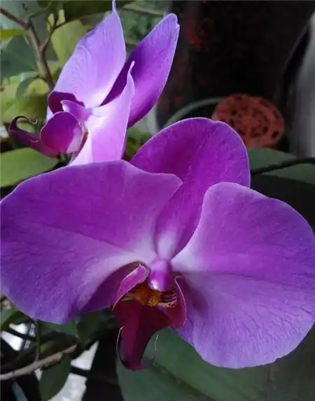 蝴蝶兰灰霉病症状识别与防治