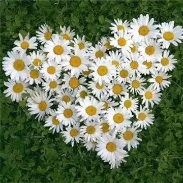 2020带好运的微信头像花朵 吉祥好运的微信风景头像大全