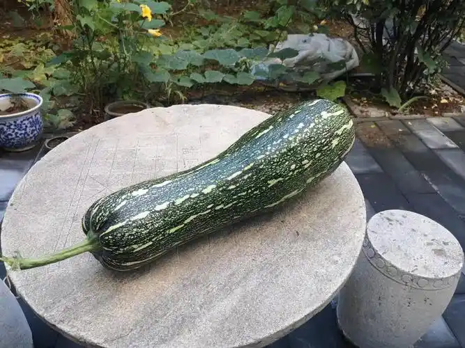 一个12斤的大瓜今天掉了