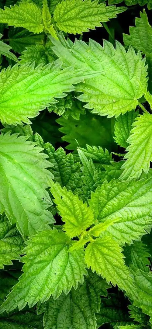 护眼壁纸|放慢脚步,感受生活的慢节奏