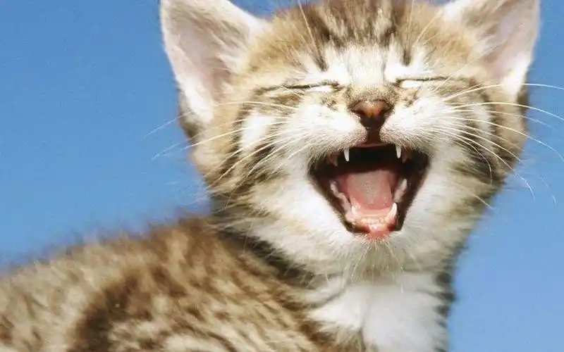 可爱的小奶猫卖萌合集!主人表示架不住攻势!