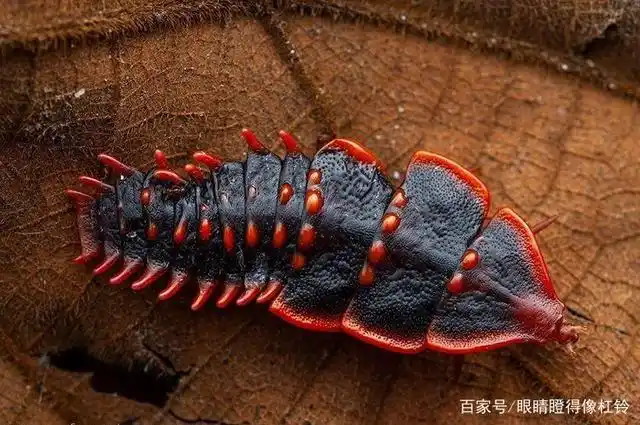 活体三叶虫,和你以为的那种三叶虫不是一个物种,这个更接近蜈蚣.