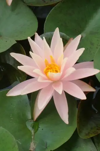 北京莲花池公园里盛开的荷花.各种睡莲很美.2018-8-1