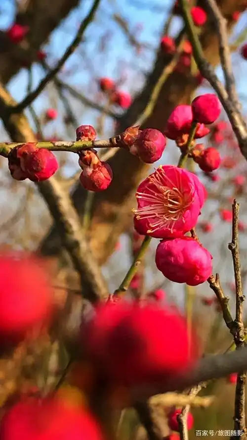 正月里梅花为谁开,点点火红挂满枝头,高洁而又坚强