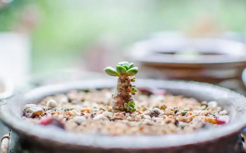 小清新多肉植物绿色护眼电脑桌面壁纸