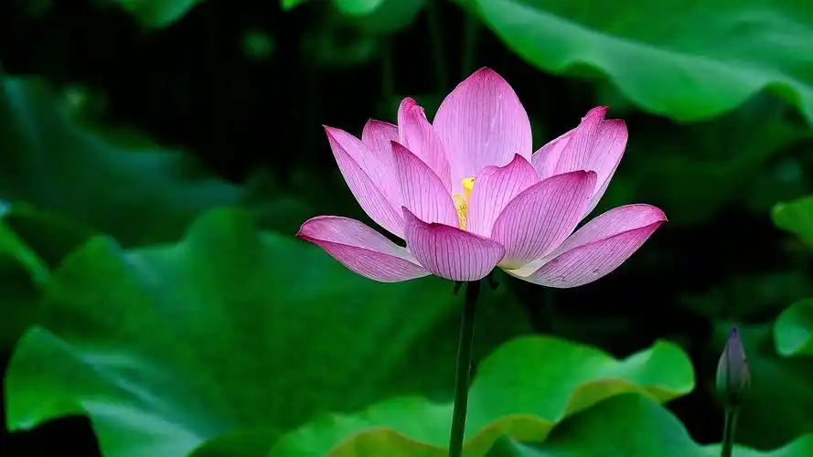 清新淡雅的荷花高清宽屏壁纸