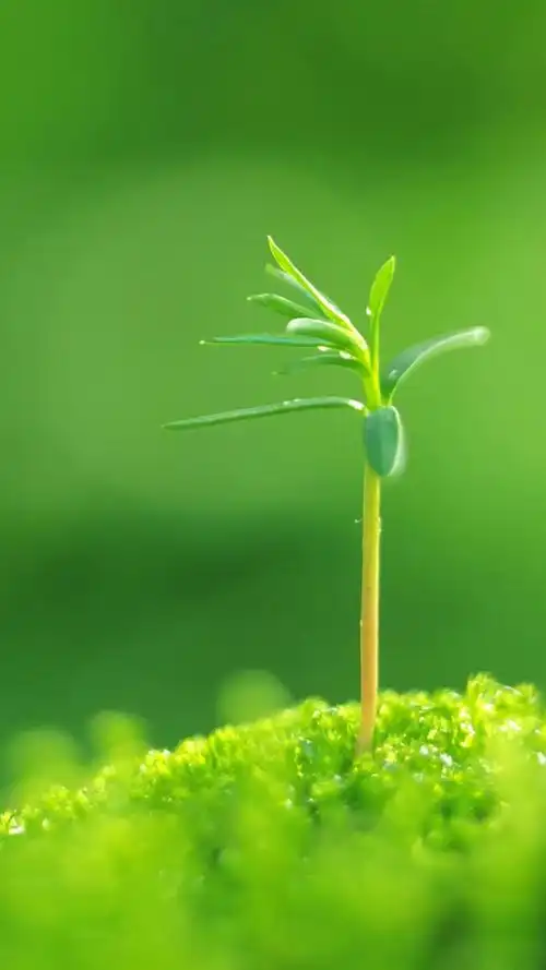 小清新绿色植物护眼手机壁纸,高清图片,手机锁屏桌面-壁纸族