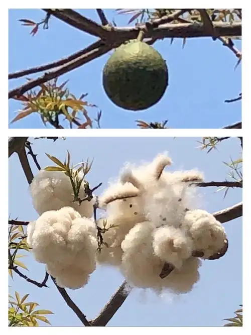 木棉花果与鸡冠刺桐
