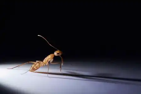 一只蚂蚁市场图片