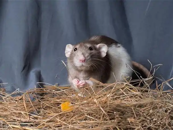 反应快的猫咪身如闪电,迅速奔上前轻松咬住,不过在它刚叼在嘴里还没来